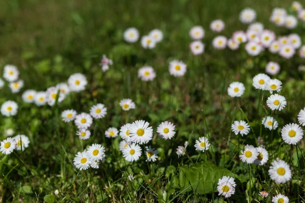 Directly above shot of lawn daisies growing among green grass. — Stock Photo, Image