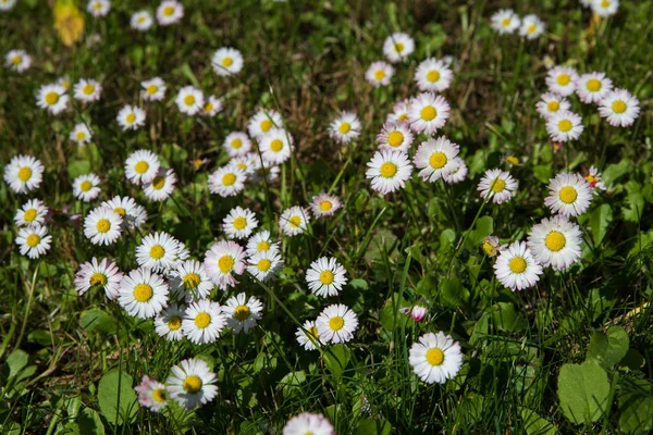 Directly above shot of lawn daisies growing among green grass. — Stock Photo, Image