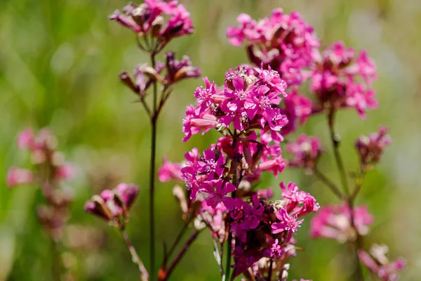 Uzavření léčivé rostliny Knotovka yunnanensis zvané šampion s malými krásnými purpurovými květy — Stock fotografie