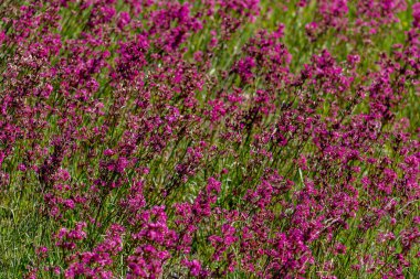 Yakın-up tıbbi bitki silene yunnanensis küçük güzel mor çiçekler ile şampiyon denir