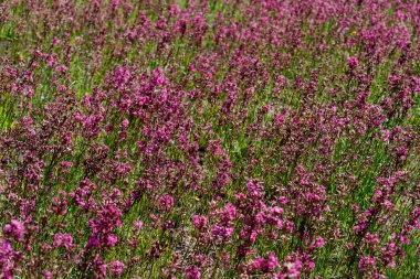 Yakın-up tıbbi bitki silene yunnanensis küçük güzel mor çiçekler ile şampiyon denir