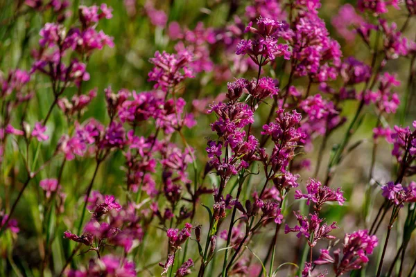 Yakın-up tıbbi bitki silene yunnanensis küçük güzel mor çiçekler ile şampiyon denir — Stok fotoğraf