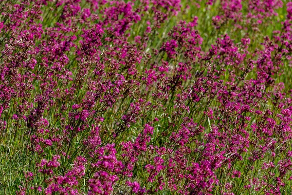 Yakın-up tıbbi bitki silene yunnanensis küçük güzel mor çiçekler ile şampiyon denir — Stok fotoğraf