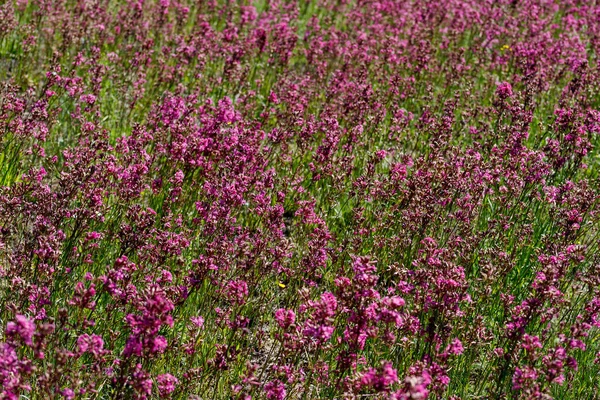 Yakın-up tıbbi bitki silene yunnanensis küçük güzel mor çiçekler ile şampiyon denir — Stok fotoğraf