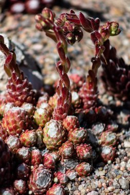 Sempervivum çiçek Sempervivum arachnoideum Bitkisel ilaç için büyük sağlıklı bitki makro fotoğraf