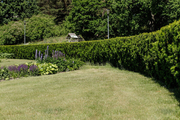 converging hedges in the Park with lawn and flowerbed