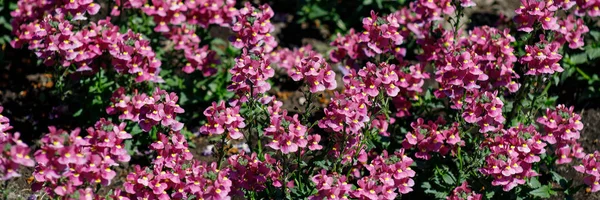 Sarı bir orta ile güzel pembe tıbbi bitki adaçayı veya Salvia bahçe çeşitli yakın çekim — Stok fotoğraf
