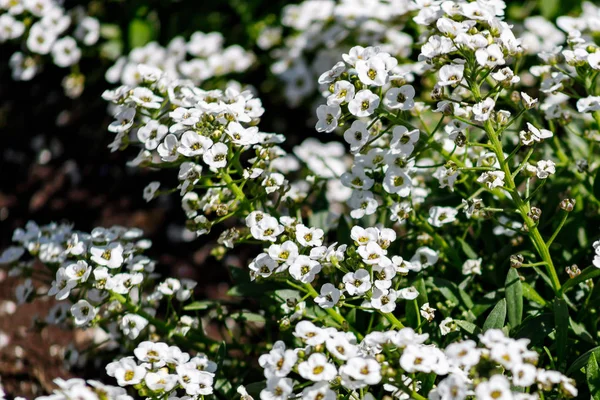 Close-up of flowers lobularia maritima syn. Alyssum maritimum, common name sweet alyssum or sweet alison , a medicinal plant commonly used as a groundcover. — Stock Photo, Image