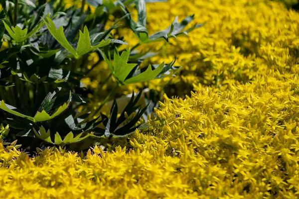 Sedum Acre, Goldmoos Steinmoos gelbe Blüten Makro — Stockfoto