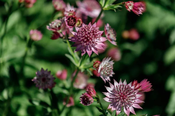 Pembe çiçekler Astrantia büyük çeşitleri Roma vardır — Stok fotoğraf