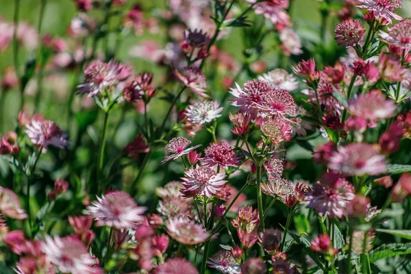 Pembe çiçekler Astrantia büyük çeşitleri Roma vardır — Stok fotoğraf