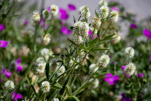 클로버의 꽃. 트리폴리움 몬타눔. — 스톡 사진