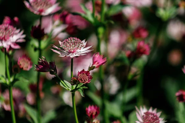 핑크 꽃은 아스트란티아 주요 품종 로마 — 스톡 사진