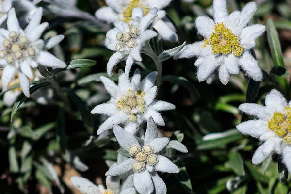 Eranthis hyemalis or winter aconite, unusual garden variety Winter Snow Cup with white fluffy flowers — Stock Photo, Image