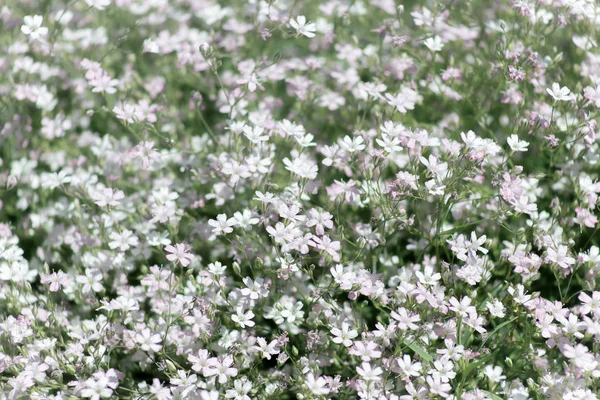 Vista de close-up da flor de gypsophila, adequado para o fundo — Fotografia de Stock