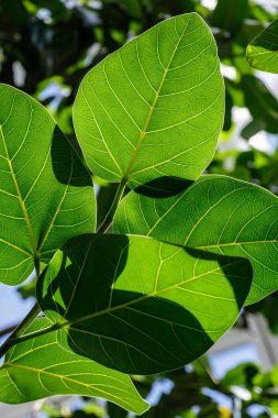 Ficus benghalensis Hindistan ve Himalayalar'dandır. Ficus büyük yeşil yaprakları