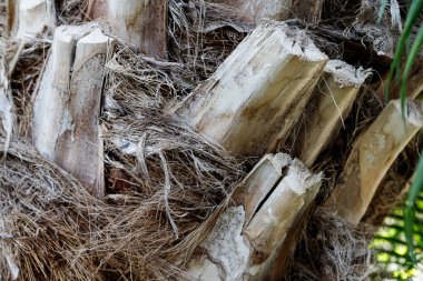 Ağaç gövdesi yakın, kabuk doku