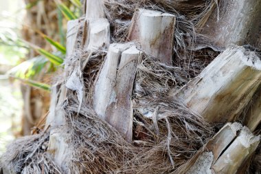 Ağaç gövdesi yakın, kabuk doku
