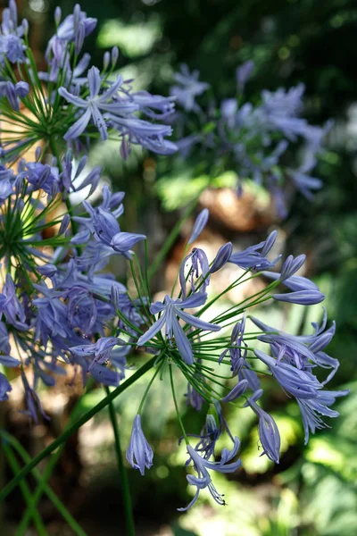 African Lily, Agapanthus africanus, purple flower with white stripes from the family Agapanthaceae, originating from South Africa — Stock Photo, Image