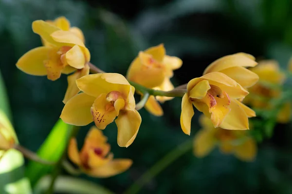 Орхидея цветок в саду в зимний или весенний день для почтовых открыток красоты и сельского хозяйства идея концепции дизайна. Орхидея Фаленопсиса . — стоковое фото