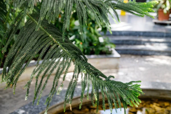 Isla Norfolk Pino Nombre latino Araucaria heterophylla — Foto de Stock