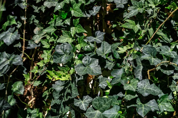 Macro de hojas verdes hermosas y exuberantes de Common Ivy. También conocida como Hedera helix, hiedra inglesa o hiedra europea . —  Fotos de Stock