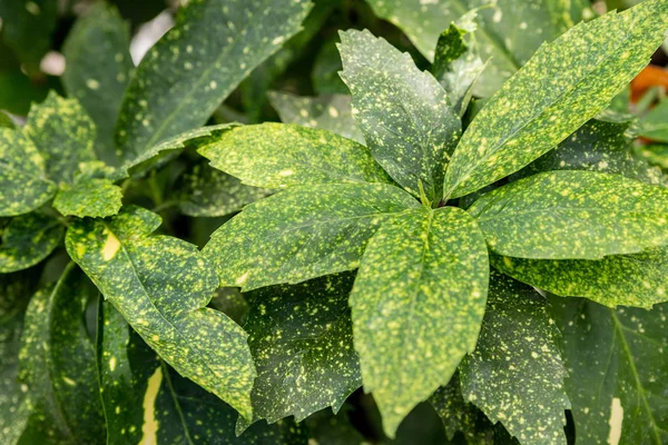 Yakın çekim bitki Aucuba japonica 'Variegata'. Yaygın olarak yetiştirilen cyanophyllum cinsi bir tür.