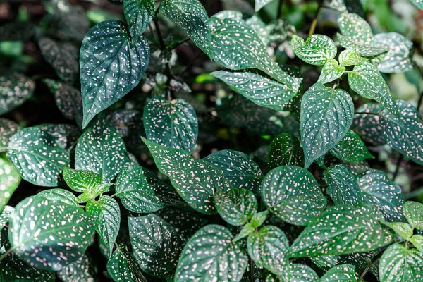 Pink foliage, Hypoestes phyllostachya, garden plant, known as polka dot plant.