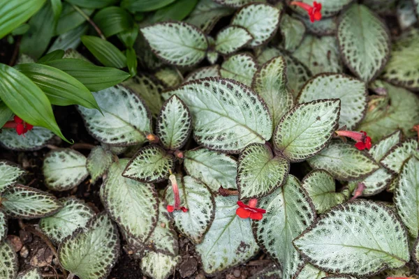 Foglie colorate della pianta Episcia cupreata — Foto Stock