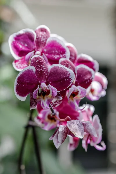 Flor de la orquídea en el jardín en invierno o día de primavera para la belleza de la postal y el diseño concepto de la idea de agricultura. Orquídea Phalaenopsis . — Foto de Stock