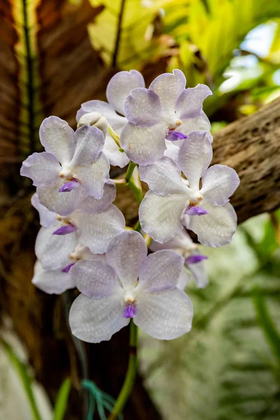 Орхидея цветок в саду в зимний или весенний день для почтовых открыток красоты и сельского хозяйства идея концепции дизайна. Орхидея Фаленопсиса . — стоковое фото