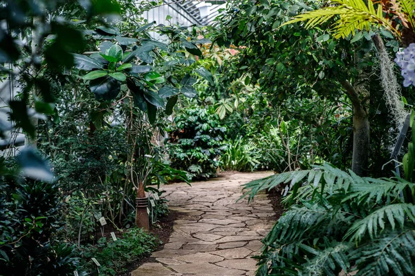 Invernadero para plantas amantes del calor con diferentes árboles y flores . — Foto de Stock