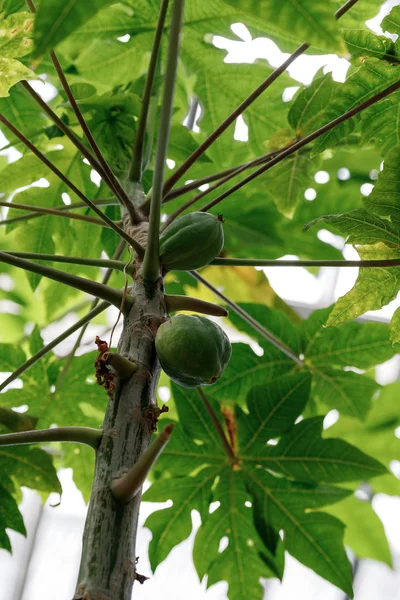 Unripe green papayas on tree.