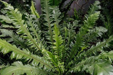Yeşil eğreltiotu yapraklarının makro fotoğrafı. Eğreltiotu çiçek açtı. Yeşil bitkilerin arka planında eğreltiotu.