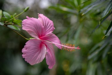 Yeşil bir arka plan üzerinde pembe ebegümeci çiçek. Tropik bir bahçede.