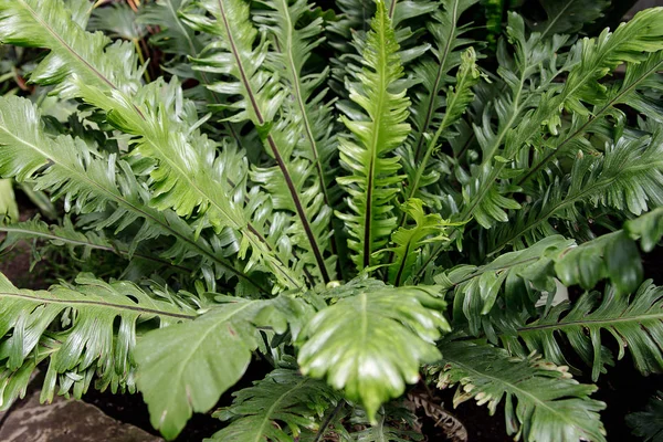 Macro Foto van groene varens bloemblaadjes. De plant varens bloeide op. Varens op de achtergrond van groene planten. — Stockfoto