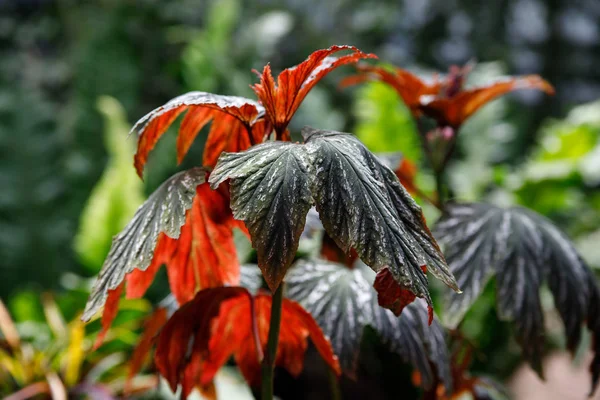 Kleurrijke Begonia bladeren — Stockfoto
