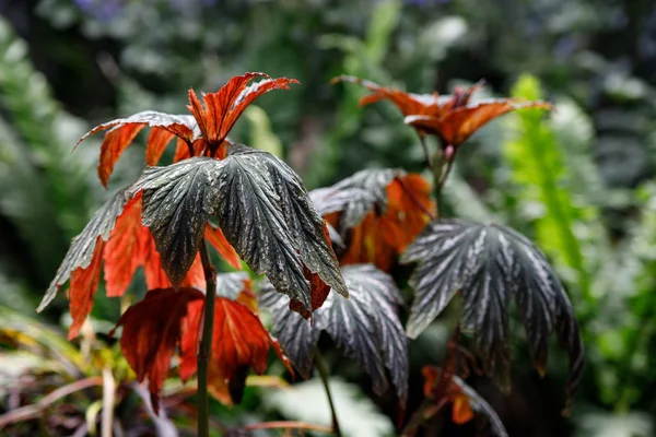 Hojas coloridas de begonia — Foto de Stock