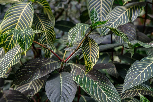 Primer plano de hojas verdes con venación amarilla de Sanchezia Planta Sanchezia parvibracteata — Foto de Stock