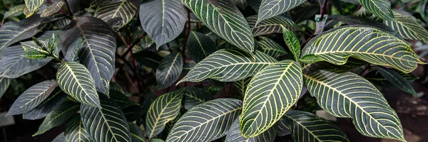 Primer plano de hojas verdes con venación amarilla de Sanchezia Planta Sanchezia parvibracteata — Foto de Stock