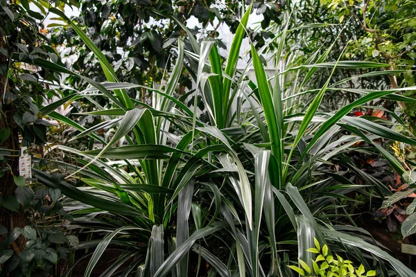 Planta de follaje de jardín Dracaena Deremensis Warneckeii. Nombre común - Dracaena rayada, árbol del dragón, familia Asparagaceae . — Foto de Stock