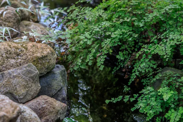 Panenskou kapradina u potoka na pozadí kamenů a Tradescantia. — Stock fotografie