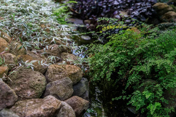 Panenskou kapradina u potoka na pozadí kamenů a Tradescantia. — Stock fotografie