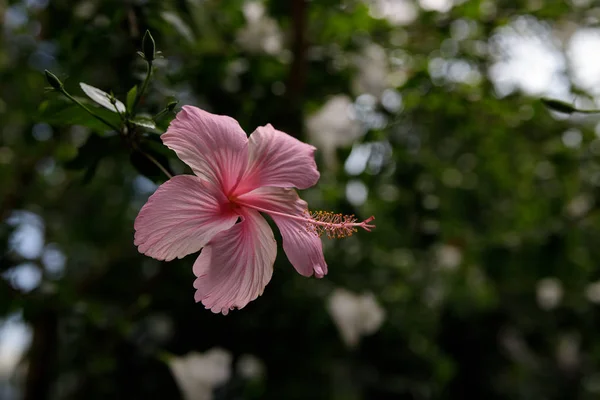 Flor de hibisco rosa sobre un fondo verde. En un jardín tropical . — Foto de Stock