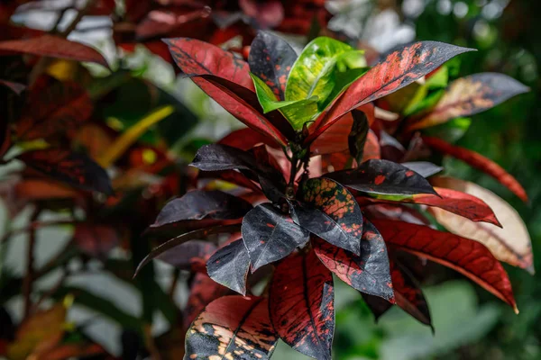 Variegatum Codiaeum. Sebuah warna yang luar biasa, multiwarna dan bentuk tekstur daun. Tanaman hias. tutup, sinar matahari alami . — Stok Foto