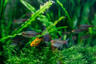 yeşil bir arka plan üzerinde akvaryumda küçük balık
