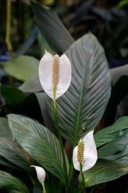Güzel beyaz antoryum, antoryum andreanum, yeşil yaprak arka planda tropikal bitki.