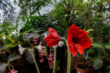 Güzel kırmızı hippeastrum, bahçede amaryllis çiçekler. Güzel bir çiçek buketi. Hollanda çiçekleri. Güzel kompozisyon.