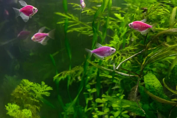 녹색 배경에 수족관에서 작은 물고기 — 스톡 사진