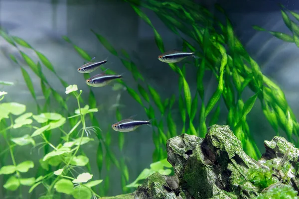 Małe ryby w akwarium na zielonym tle — Zdjęcie stockowe
